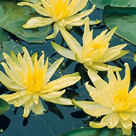 Nymphaea - Moorei